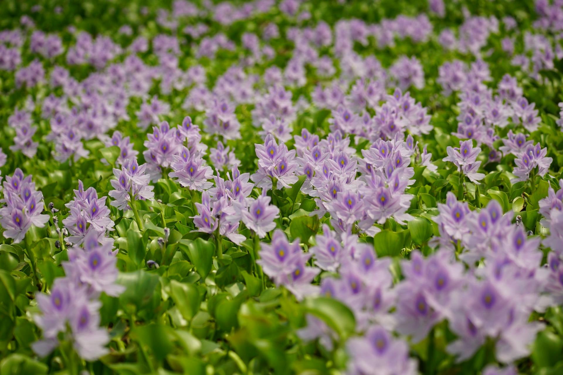 🌿 Nature's Elixir: Unlocking the Power of Plant-Based Skincare 🌟